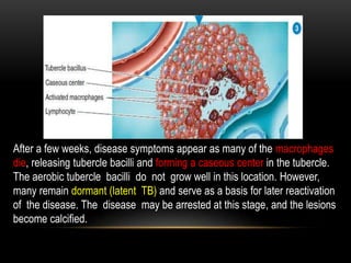 After a few weeks, disease symptoms appear as many of the macrophages
die, releasing tubercle bacilli and forming a caseous center in the tubercle.
The aerobic tubercle bacilli do not grow well in this location. However,
many remain dormant (latent TB) and serve as a basis for later reactivation
of the disease. The disease may be arrested at this stage, and the lesions
become calcified.
 