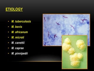 • M. tuberculosis
• M. bovis
• M. africanum
• M. microti
• M. canettii
• M. caprae
• M. pinnipedii
ETIOLOGY
 