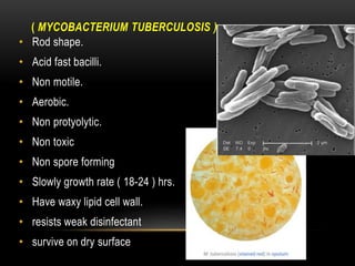 ( MYCOBACTERIUM TUBERCULOSIS )
• Rod shape.
• Acid fast bacilli.
• Non motile.
• Aerobic.
• Non protyolytic.
• Non toxic
• Non spore forming
• Slowly growth rate ( 18-24 ) hrs.
• Have waxy lipid cell wall.
• resists weak disinfectant
• survive on dry surface
 