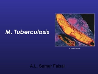 M. Tuberculosis
M. tuberculosis
A.L. Samer Faisal
 