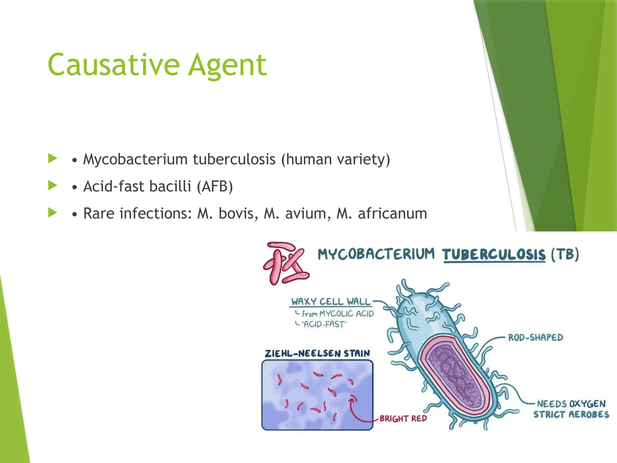 Causative Agent
 • Mycobacterium tuberculosis (human variety)
 • Acid-fast bacilli (AFB)
 • Rare infections: M. bovis, M. avium, M. africanum
 