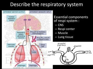 Describe the respiratory system

                 • Essential components
                   of respi system :
                   –   CNS
                   –   Respi center
                   –   Muscle
                   –   Lung tissue
 