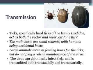 Tick Borne Encephalitis