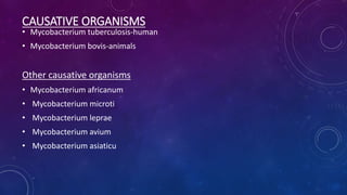 CAUSATIVE ORGANISMS
• Mycobacterium tuberculosis-human
• Mycobacterium bovis-animals
Other causative organisms
• Mycobacterium africanum
• Mycobacterium microti
• Mycobacterium leprae
• Mycobacterium avium
• Mycobacterium asiaticu
 