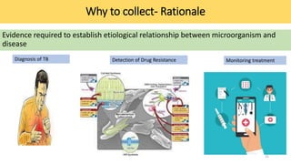 Why to collect- Rationale
Evidence required to establish etiological relationship between microorganism and
disease
Diagno...
