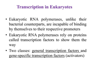 Transcription in Eukaryotes
• Eukaryotic RNA polymerases, unlike their
bacterial counterparts, are incapable of binding
by themselves to their respective promoters
• Eukaryotic RNA polymerases rely on proteins
called transcription factors to show them the
way
• Two classes: general transcription factors and
gene-specific transcription factors (activators)
 