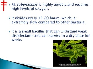  M. tuberculosis is highly aerobic and requires
high levels of oxygen.
 It divides every 15–20 hours, which is
extremely slow compared to other bacteria.
 It is a small bacillus that can withstand weak
disinfectants and can survive in a dry state for
weeks
 