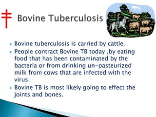  Bovine tuberculosis is carried by cattle.
 People contract Bovine TB today ,by eating
food that has been contaminated by the
bacteria or from drinking un-pasteurized
milk from cows that are infected with the
virus.
 Bovine TB is most likely going to effect the
joints and bones.
 