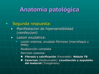 Anatomía patológica Segunda respuesta: Manifestacion de hipersensibilidad (reinfeccion) Lesion exudativa: Lesión extensa, exudado fibrinoso (macrofagos y PMN): Reabsorción completa Necrosis caseosa: Fibrosis y calcificación  (Favorable):  Nódulo TB Cavernas  (Desfavorable):  Licuefacción y   expulsión del material  (Tisiogénesis) 