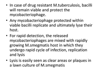 • In case of drug resistant M.tuberculosis, bacilli
will remain viable and protect the
mycobacteriophage.
• Any mycobacteriophage protected within
viable bacilli replicate and ultimately lyse their
host.
• For rapid detection, the released
mycobacteriophages are mixed with rapidly
growing M.smegmatis host in which they
undergo rapid cycle of infection, replication
and lysis
• Lysis is easily seen as clear areas or plaques in
a lawn culture of M.smegmatis
 