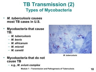 TB Transmission (2) 
Types of Mycobacteria 
• M. tuberculosis causes 
most TB cases in U.S. 
• Mycobacteria that cause 
TB: 
– M. tuberculosis 
– M. bovis 
– M. africanum 
– M. microti 
– M. canetti 
• Mycobacteria that do not 
cause TB 
– e.g., M. avium complex 
M. tuberculosis 
Module 1 – Transmission and Pathogenesis of Tuberculosis 18 
 