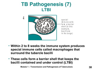 TB Pathogenesis (7) 
LTBI 
s p e c i a l 
i m m u n e c e l l s 
f o r m a b a r r i e r 
s h e l l ( i n t h i s 
e x a m p l e , 
b a c i l l i a r e 
i n t h e l u n g s ) 
4 
• Within 2 to 8 weeks the immune system produces 
special immune cells called macrophages that 
surround the tubercle bacilli 
• These cells form a barrier shell that keeps the 
bacilli contained and under control (LTBI) 
Module 1 – Transmission and Pathogenesis of Tuberculosis 38 
 