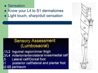  Sensation
 Know your L4 to S1 dermatomes
 Light touch, sharp/dull sensation
 