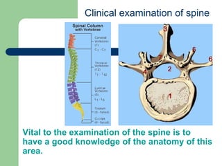 Vital to the examination of the spine is to
have a good knowledge of the anatomy of this
area.
Clinical examination of spine
 