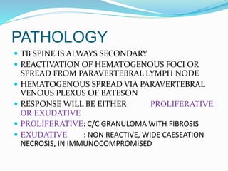 PATHOLOGY
 TB SPINE IS ALWAYS SECONDARY
 REACTIVATION OF HEMATOGENOUS FOCI OR
SPREAD FROM PARAVERTEBRAL LYMPH NODE
 HEMATOGENOUS SPREAD VIA PARAVERTEBRAL
VENOUS PLEXUS OF BATESON
 RESPONSE WILL BE EITHER PROLIFERATIVE
OR EXUDATIVE
 PROLIFERATIVE: C/C GRANULOMA WITH FIBROSIS
 EXUDATIVE : NON REACTIVE, WIDE CAESEATION
NECROSIS, IN IMMUNOCOMPROMISED
 