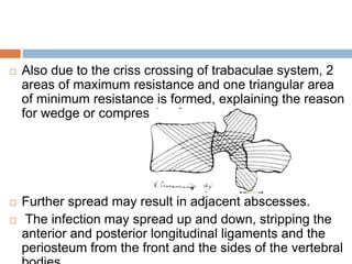  Also due to the criss crossing of trabaculae system, 2
areas of maximum resistance and one triangular area
of minimum resistance is formed, explaining the reason
for wedge or compression fractures.
 Further spread may result in adjacent abscesses.
 The infection may spread up and down, stripping the
anterior and posterior longitudinal ligaments and the
periosteum from the front and the sides of the vertebral
 