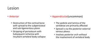 Lesion
• Anterior
• Destruction of the cortical bone
with spread to the subperiosteal
and sub-ligamentous plane
• Stripping of periosteum with
Subsequent ischemia with
resultant vertebral body collapse
• Appendicular(uncommon)
• The pedicle and lamina of the
vertebrae are primarily affected
• Spread is via the posterior external
venous plexus
• Involves posterior arch without
the involvement of vertebral body
 