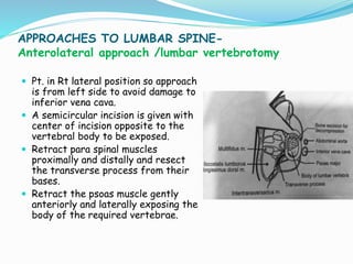 APPROACHES TO LUMBAR SPINE-
Anterolateral approach /lumbar vertebrotomy
 Pt. in Rt lateral position so approach
is from left side to avoid damage to
inferior vena cava.
 A semicircular incision is given with
center of incision opposite to the
vertebral body to be exposed.
 Retract para spinal muscles
proximally and distally and resect
the transverse process from their
bases.
 Retract the psoas muscle gently
anteriorly and laterally exposing the
body of the required vertebrae.
 