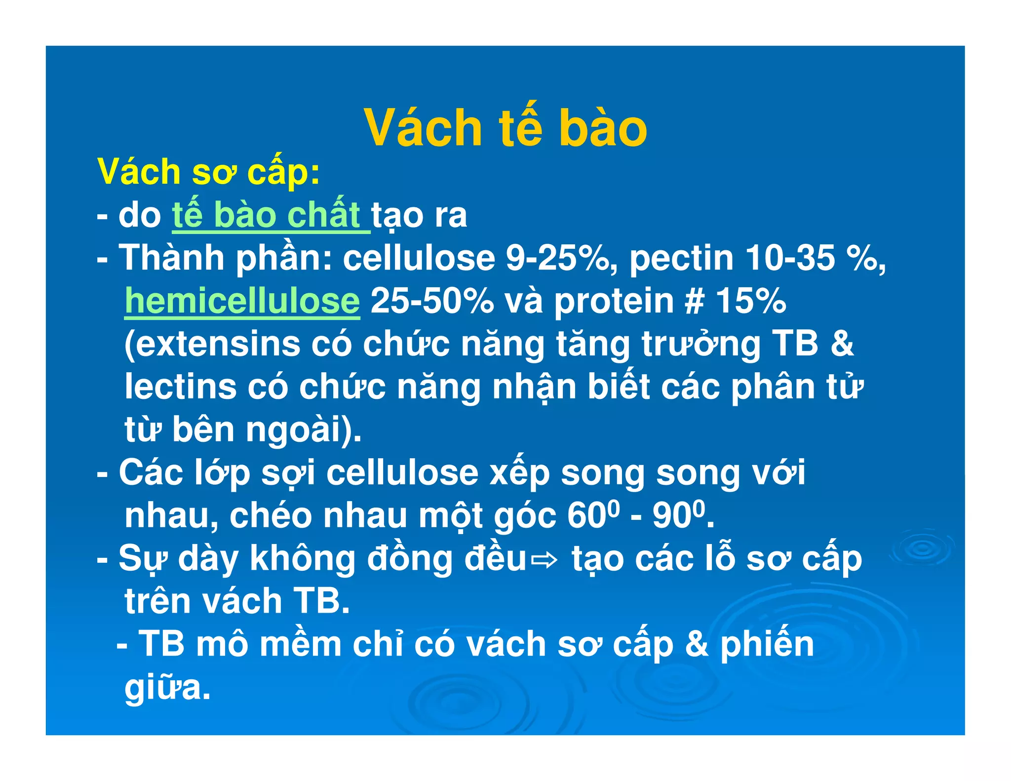 Vách t bào
Vách sơ c p:
- do t bào ch t t o ra
- Thành ph n: cellulose 9-25%, pectin 10-35 %,
hemicellulose 25-50% và protein # 15%
(extensins có ch c năng tăng trư ng TB 
lectins có ch c năng nh n bi t các phân t
t bên ngoài).
- Các l p s i cellulose x p song song v i
nhau, chéo nhau m t góc 600 - 900.
- S dày không ng u t o các l sơ c p
trên vách TB.
- TB mô m m ch có vách sơ c p  phi n
gi a.
 