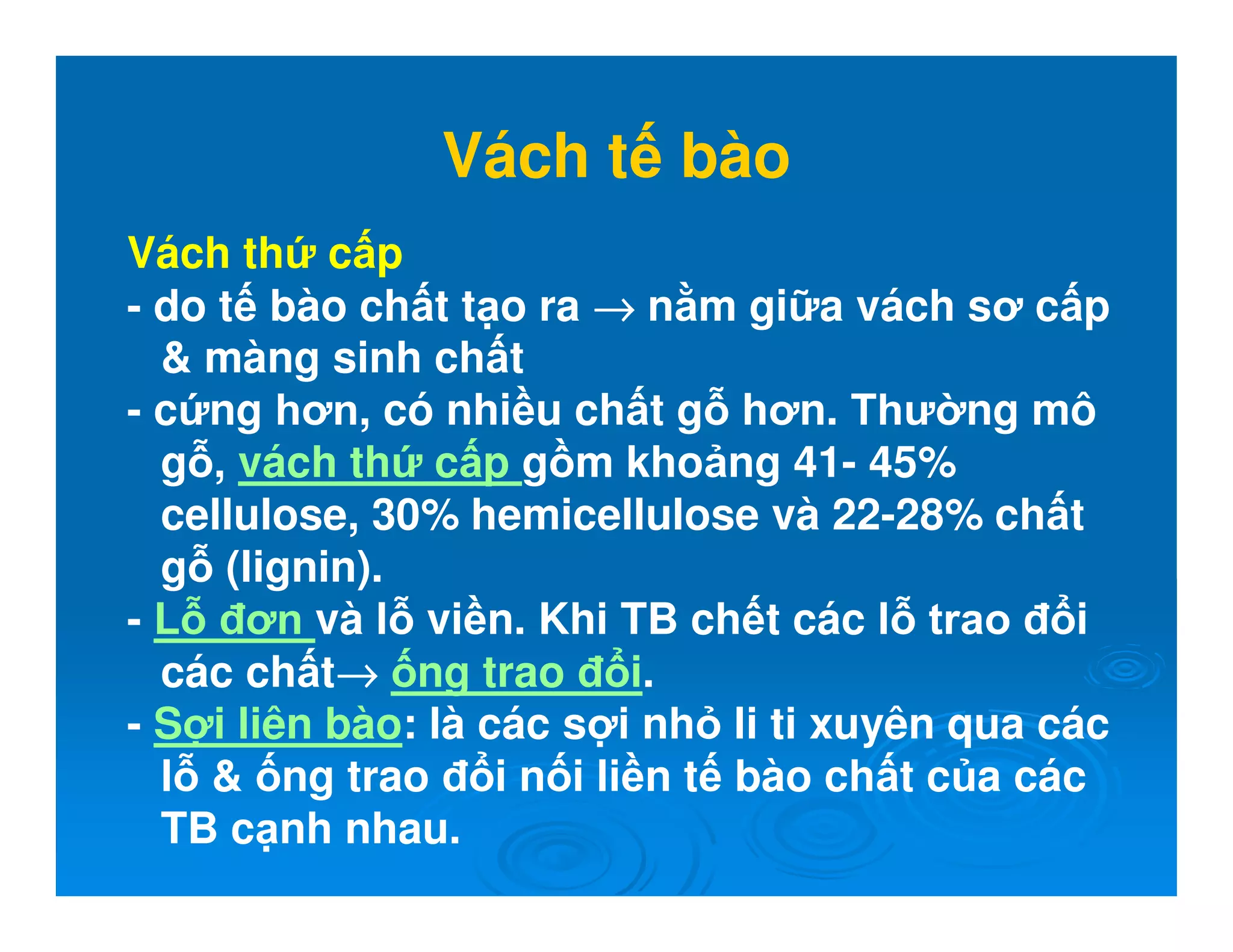 Vách t bào
Vách th c p
- do t bào ch t t o ra →→→→ n m gi a vách sơ c p
 màng sinh ch t
- c ng hơn, có nhi u ch t g hơn. Thư ng mô
g , vách th c p g m kho ng 41- 45%
cellulose, 30% hemicellulose và 22-28% ch t
g (lignin).
- L ơn và l vi n. Khi TB ch t các l trao i
các ch t→→→→ ng trao i.
- S i liên bào: là các s i nh li ti xuyên qua các
l  ng trao i n i li n t bào ch t c a các
TB c nh nhau.
 