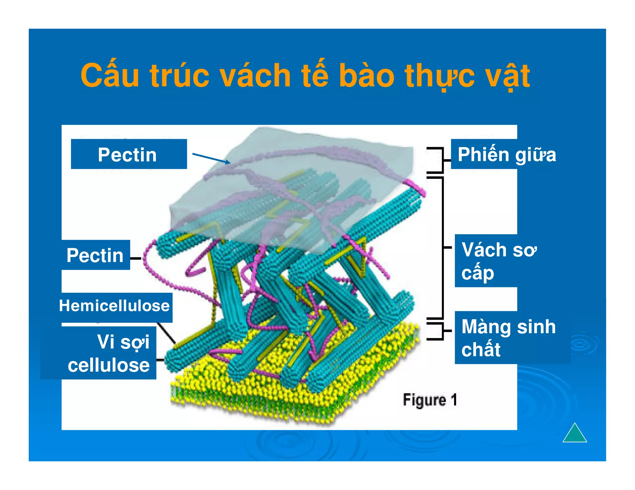 C u trúc vách t bào th c v t
Phi n gi a
Vách sơ
c p
Màng sinh
ch t
Pectin
Vi s i
cellulose
Pectin
Hemicellulose
 