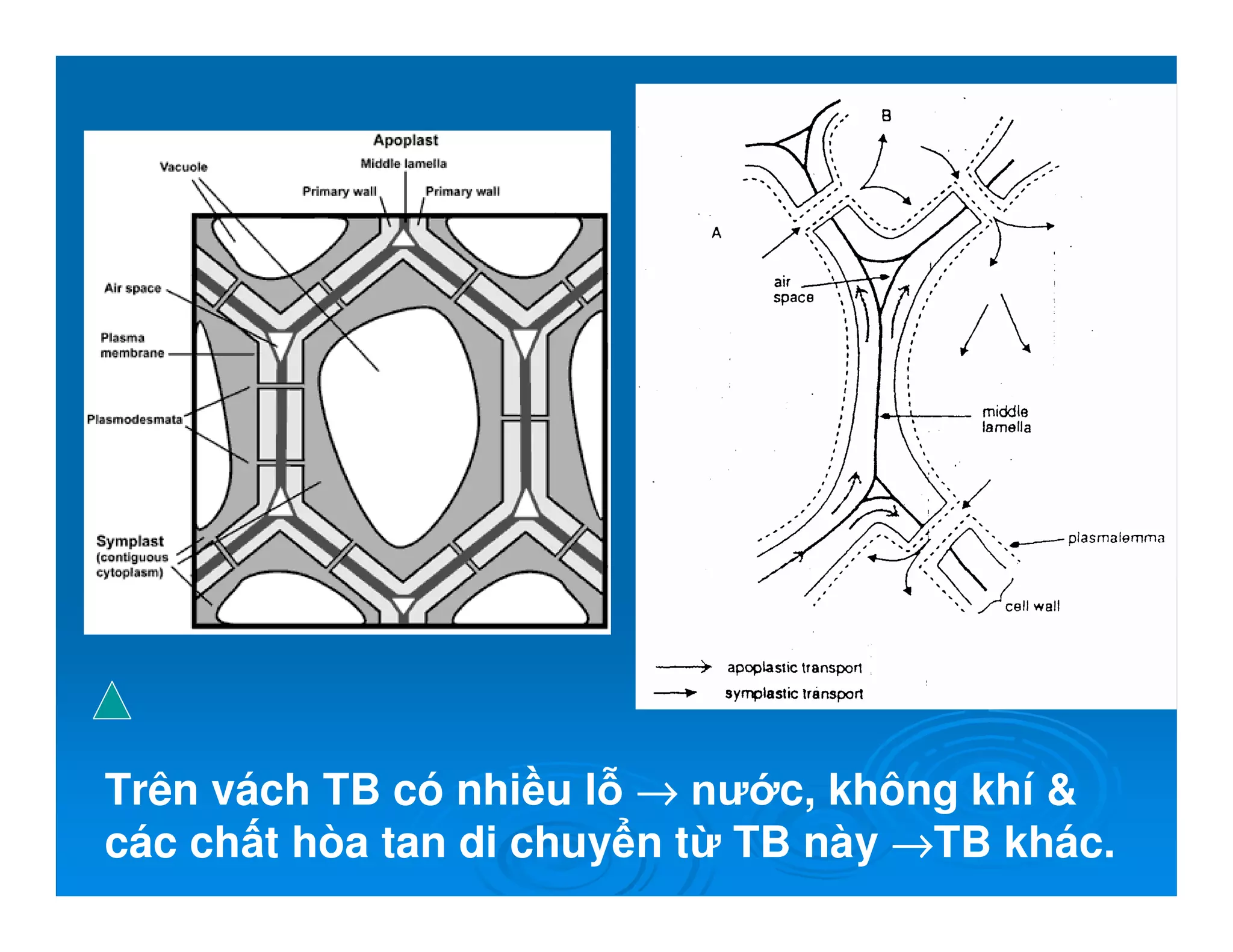 Trên vách TB có nhi u l →→→→ nư c, không khí 
các ch t hòa tan di chuy n t TB này →→→→TB khác.
 