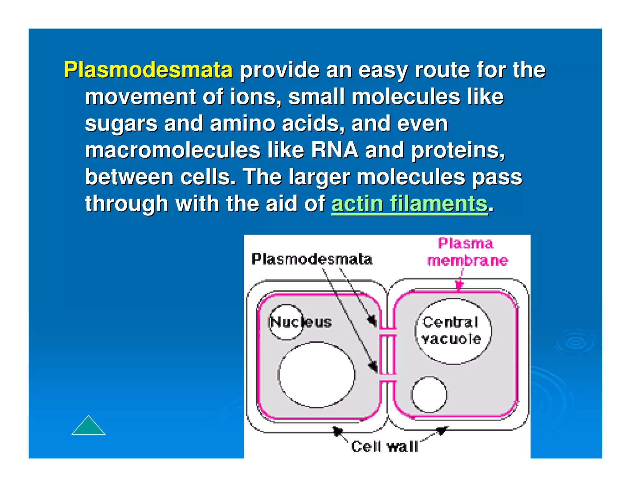 PlasmodesmataPlasmodesmata provide an easy route for theprovide an easy route for the
movement of ions, small molecules likemovement of ions, small molecules like
sugars and amino acids, and evensugars and amino acids, and even
macromolecules like RNA and proteins,macromolecules like RNA and proteins,
between cells. The larger molecules passbetween cells. The larger molecules pass
through with the aid ofthrough with the aid of actin filamentsactin filaments..
 