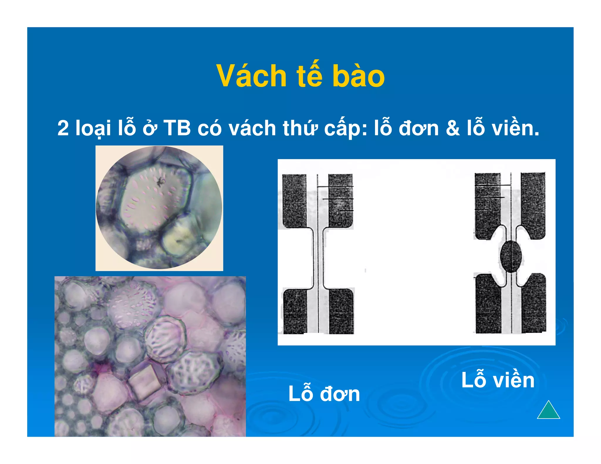 Vách t bào
2 lo i l TB có vách th c p: l ơn  l vi n.
L ơn
L vi n
 