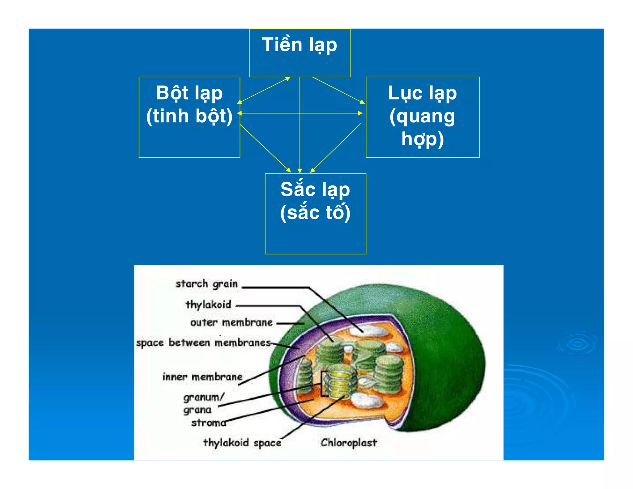 Tieàn laïp
Boät laïp
(tinh boät)
Luïc laïp
(quang
hôïp)
Saéc laïp
(saéc toá)
 