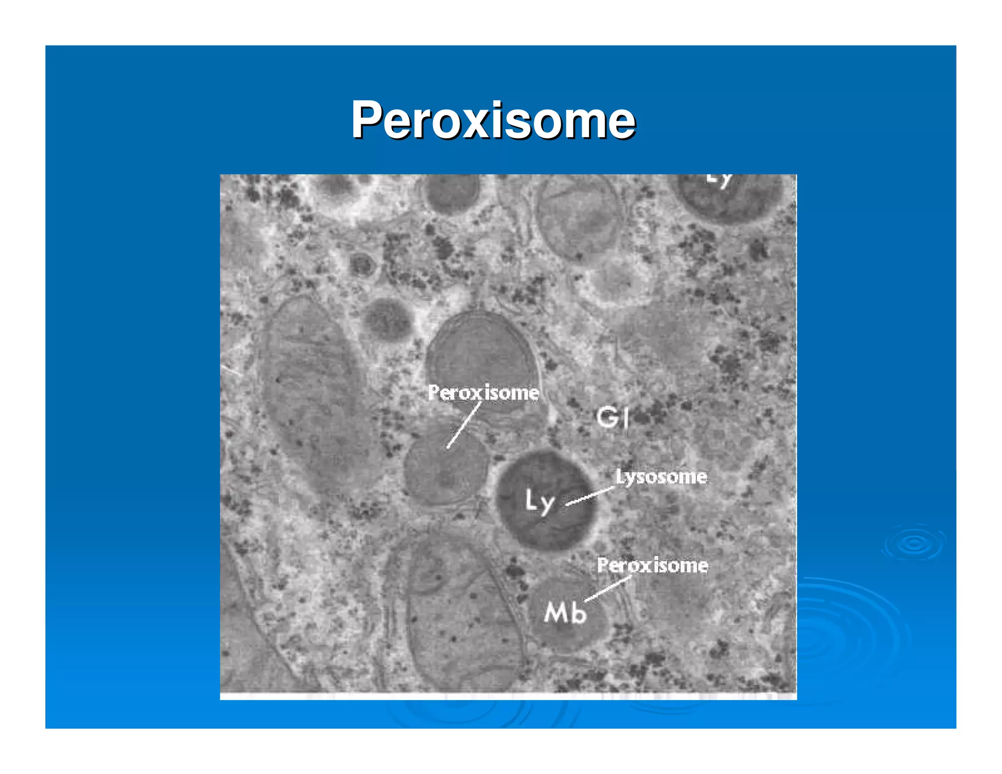PeroxisomePeroxisome
 