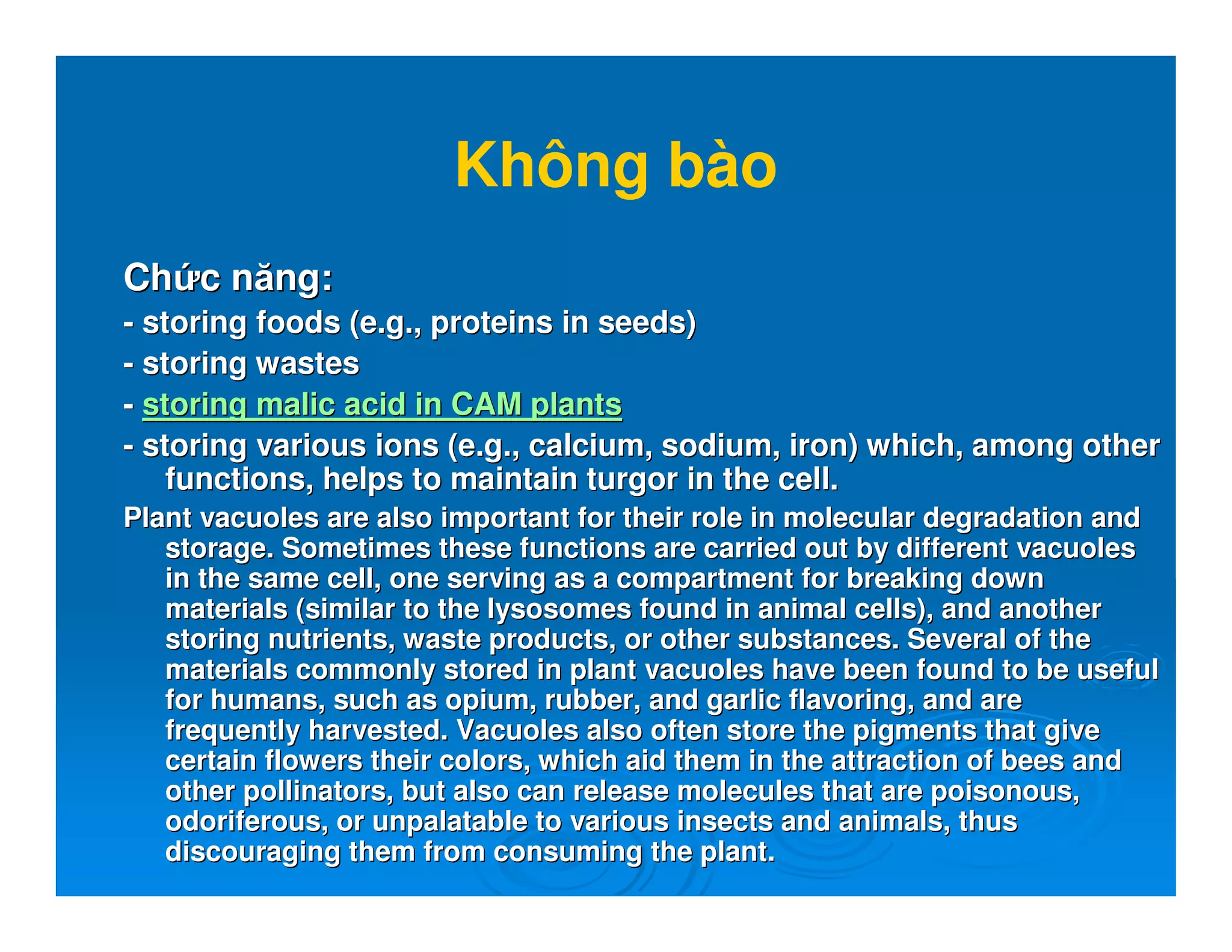 Không bào
ChCh c năngc năng::
-- storing foods (e.g., proteins in seeds)storing foods (e.g., proteins in seeds)
-- storing wastesstoring wastes
-- storing malic acid in CAM plantsstoring malic acid in CAM plants
-- storing various ions (e.g., calcium, sodium, iron) which, amongstoring various ions (e.g., calcium, sodium, iron) which, among otherother
functions, helps to maintain turgor in the cell.functions, helps to maintain turgor in the cell.
Plant vacuoles are also important for their role in molecular dePlant vacuoles are also important for their role in molecular degradation andgradation and
storage. Sometimes these functions are carried out by differentstorage. Sometimes these functions are carried out by different vacuolesvacuoles
in the same cell, one serving as a compartment for breaking downin the same cell, one serving as a compartment for breaking down
materials (similar to the lysosomes found in animal cells), andmaterials (similar to the lysosomes found in animal cells), and anotheranother
storing nutrients, waste products, or other substances. Severalstoring nutrients, waste products, or other substances. Several of theof the
materials commonly stored in plant vacuoles have been found to bmaterials commonly stored in plant vacuoles have been found to be usefule useful
for humans, such as opium, rubber, and garlic flavoring, and arefor humans, such as opium, rubber, and garlic flavoring, and are
frequently harvested. Vacuoles also often store the pigments thafrequently harvested. Vacuoles also often store the pigments that givet give
certain flowers their colors, which aid them in the attraction ocertain flowers their colors, which aid them in the attraction of bees andf bees and
other pollinators, but also can release molecules that are poisoother pollinators, but also can release molecules that are poisonous,nous,
odoriferous, or unpalatable to various insects and animals, thusodoriferous, or unpalatable to various insects and animals, thus
discouraging them from consuming the plant.discouraging them from consuming the plant.
 
