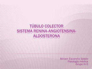 TÚBULO COLECTOR
SISTEMA RENINA-ANGIOTENSINA-
ALDOSTERONA
Miriam Escareño Sotelo
Fisiología médica
Grupo IV-5
 