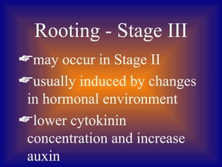 Rooting - Stage III
may occur in Stage II
usually induced by changes
 in hormonal environment
lower cytokinin
 concentration and increase
 auxin
 