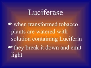 Luciferase
when transformed tobacco
 plants are watered with
 solution containing Luciferin
they break it down and emit
 light
 