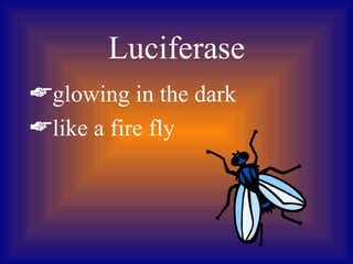 Luciferase
glowing in the dark
like a fire fly
 
