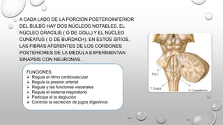 A CADA LADO DE LA PORCIÓN POSTEROINFERIOR
DEL BULBO HAY DOS NÚCLEOS NOTABLES, EL
NÚCLEO GRACILIS ( O DE GOLL) Y EL NÚCLEO
CUNEATUS ( O DE BURDACH). EN ESTOS SITIOS,
LAS FIBRAS AFERENTES DE LOS CORDONES
POSTERIORES DE LA MEDULA EXPERIMENTAN
SINAPSIS CON NEURONAS.
FUNCIONES:
 Regula el ritmo cardiovascular
 Regula la presión arterial
 Regula y las funciones viscerales
 Regula el sistema respiratorio
 Participa el la deglución
 Controla la secreción de jugos digestivos
 