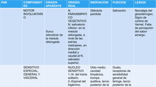 PAR COMPONENT
ES
ORIGEN
APARENTE
ORIGEN
REAL
INERVACION FUNCION LESION
MOTOR
INVOLUNTARI
O
Surco
retroolivar de
la medula
oblongada.
N.
PARASIMPATI
CO
VEGETATIVO
N. salivatorio
inferior: en la
medula
oblongada, a
nivel de las
estrías
medulares, en
dirección
medial y
caudal al N.
salivador
superior.
Glándula
parótida
Salivación Neuralgia del
glosofaríngeo.
Signo de
cortina de
Vernet. Falta
de percepción
del sabor
amargo.
SENSITIVO
ESPECIAL,
GENERAL Y
VISCERAL
NUCLEO
SENSITIVO
1.-N. del tracto
solitario.
2.-Espinal del
trigémino.
Oido medio,
cavidad
timpánica,
trompa
auditiva, tercio
posterior de la
Gusto,
receptores de
sensibilidad
general de
faringe, tercio
posterior de la
 
