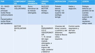 PAR COMPONENT
ES
ORIGEN
APARENTE
ORIGEN
REAL
INERVACION FUNCION LESION
10.- VAGO
Motor
principal:
recibe fibras
corticonucleare
s
Parasimpático:
recibe fibras
del hipotálamo
MOTOR
VOLUNTARIO
Surco
retroolivar de
la medula
oblongada.
NUCLEO
MOTOR
Núcleo
ambiguo.
Paladar
blando,
faringe, 1/3
superior del
esófago,
laringe.
Habla y
deglución.
Disfagia,
disfonía por
paralisis de las
cuerdas
vocales,
ausencia del
reflejo
nauseoso,
reflujo nasal.
MOTOR
INVOLUNTARI
O
N.
PARASIMPATI
CO O
VISCEROMOT
OR.
1.- N. dorsal
del vago:
medula
oblongada, a
nivel del
trígono del
vago, posterior
y lateral al
Vísceras del
tórax( corazón
y pulmón) y del
abdomen
hasta la flexura
cólica
izquierda.
Control cardio
respiratorio y
del tubo
digestivo
 
