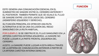 ESTE GENERA UNA COMUNICACIÓN ESENCIAL EN EL
SUMINISTRO DE SANGRE ENTRE EL CEREBRO ANTERIOR Y
EL POSTERIOR. TAMBIÉN PERMITE QUE SE IGUALE EL FLUJO
DE SANGRE ENTRE LOS DOS LADOS DEL CEREBRO
(HEMISFERIO IZQUIERDO Y DERECHO).
SU FUNCIÓN PRINCIPAL ES OFRECER UNA RUTA
ALTERNATIVA SI SE DA UNA OCLUSIÓN DEL RIEGO
SANGUÍNEO EN LA RUTA HABITUAL.
POR EJEMPLO: SI SE OBSTRUYE EL FLUJO SANGUÍNEO EN LA
ARTERIA CARÓTIDA INTERNA IZQUIERDA, LA SANGRE NO
PUEDE LLEGAR A LA PARTE FRONTAL IZQUIERDA DEL
CEREBRO.
A ESTO, LA SANGRE PUEDE LLEGAR A ESTA ÁREA A TRAVÉS
DE LA ARTERIA DE COMUNICACIÓN ANTERIOR A PARTIR DE
LA ARTERIA CARÓTIDA INTERNA DERECHA.
FUNCIÓN
 