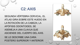 C2: AXIS
SEGUNDA VÉRTEBRA CERVICAL, EL
ATLAS GIRA SOBRE ESTE HUESO EN
LA ROTACIÓN DE LA CABEZA; LA
APÓFISIS ODONTOIDES, SE
ASEMEJA A UNA CLAVIJA QUE
ASCIENDE DEL CUERPO DEL AXIS.
SE LE DESCRIBE UNA CARA
POSTERO SUPERIOR Y ANTERIOR
 