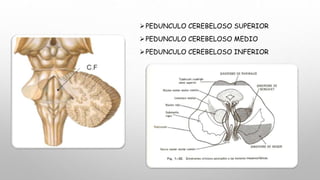 PEDUNCULO CEREBELOSO SUPERIOR
PEDUNCULO CEREBELOSO MEDIO
PEDUNCULO CEREBELOSO INFERIOR
 