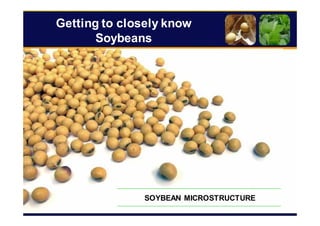 10
Getting to closely know
Soybeans
SOYBEAN MICROSTRUCTURE
 