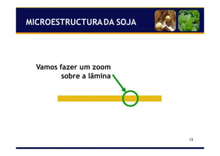13
Vamos fazer um zoom
sobre a lâmina
MICROESTRUCTURADA SOJA
 