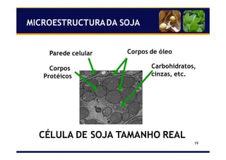 19
Parede celular Corpos de óleo
Corpos
Protéicos
Carbohidratos,
cinzas, etc.
CÉLULA DE SOJA TAMANHO REAL
MICROESTRUCTURADA SOJA
 