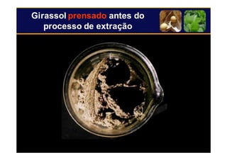 20
Girassol prensado antes do
processo de extração
 