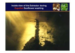 23
Inside view of the Extractor during
Expelled Sunflower washing
 