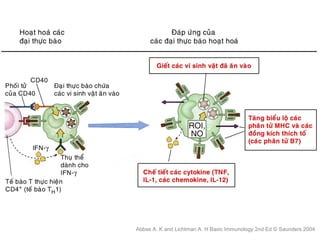 Abbas A. K and Lichtman A. H Basic Immunology 2nd Ed © Saunders 2004
 