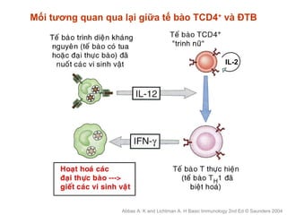 Mối tương quan qua lại giữa tế bào TCD4+
và ĐTB
Abbas A. K and Lichtman A. H Basic Immunology 2nd Ed © Saunders 2004
IL-2
 