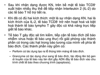 • Sau khi nhận dạng được KN, trên bề mặt tế bào TCD8+
xuất hiện nhiều thụ thể để tiếp nhận Interleukin 2 (IL-2) do
các tế bào T hỗ trợ tiết ra.
• Khi đã có đủ hai kích thích: một là sự nhận dạng KN, hai là
kích thích của IL-2, tế bào TCD8+
trở nên hoạt hoá và biệt
hoá thành tế bào lympho T gây độc có khả năng trực tiếp
giết tế bào khác.
• Tế bào T gây độc sẽ tìm kiếm, tiếp cận tế bào đích (tế bào
nhiễm virus hoặc tế bào ung thư) rồi giải phóng các thành
phần có trong các hạt trong bào tương của mình về phía tế
bào đích. Các thành phần này gồm có:
– Perforin có tác dụng tạo ra lỗ thủng trên màng tế bào đích.
– Granzyme có tác dụng chui sang tế bào đích, tác động lên bộ gen
di truyền của tế bào này làn đứt gẫy ADN đẩy tế bào đích vào chu
trình chết tế bào theo chương trình (apoptosis).
 