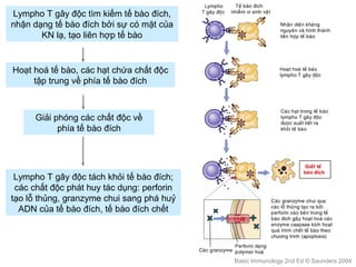Lympho T gây độc tìm kiếm tế bào đích,
nhận dạng tế bào đích bởi sự có mặt của
KN lạ, tạo liên hợp tế bào
Hoạt hoá tế bào, các hạt chứa chất độc
tập trung về phía tế bào đích
Giải phóng các chất độc về
phía tế bào đích
Lympho T gây độc tách khỏi tế bào đích;
các chất độc phát huy tác dụng: perforin
tạo lỗ thủng, granzyme chui sang phá huỷ
ADN của tế bào đích, tế bào đích chết
Basic Immunology 2nd Ed © Saunders 2004
 